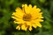 Yellow Margarita blooming in garden, summer time in Poland.