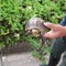 Yellow-margined box turtle or Yaeyama semaru hakogame in Ishigaki island. National treasure or protect