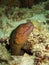 Yellow-margined Moray