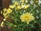 Yellow marguerite daisies blooming in summer sun