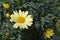 Yellow Marguerite daisy