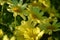 Yellow marguerite daisy. Spectacular bright lemon- yellow daisie.s.