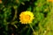 Yellow marguerite flower in sunlight summer season nature details