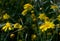 Yellow marguerite flowers