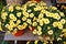 Yellow marguerite flowers on the market