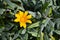 Yellow marguerite fresh blooming flower in a garden outdoors in spring