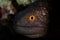 Yellow-Marigined Moray Eel in Alor, Indonesia