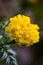 Yellow marigold