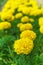 Yellow marigold