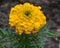 Yellow Marigold Annual Flower Blooming