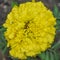 Yellow Marigold Annual Flower Blooming