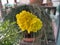 Yellow marigold blooming in a pot