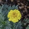 Yellow Marigold on Blue Gray Leaves
