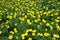 Yellow marigold farming in Thailand