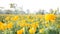 Yellow Marigold field