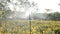 Yellow Marigold field