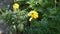 Yellow marigold flower