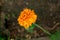 Yellow marigold flower blooming in garden