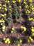 Yellow marigold flower farming