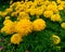 yellow marigold flower image useful wallpaper