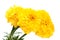 Yellow marigold flower isolated