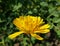 Yellow marigold flower on meadow.