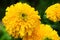 Yellow Marigold flower (Tagetes erecta, Mexican marigold, Aztec