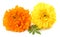 yellow Marigold flower, Tagetes erecta, Mexican marigold, Aztec marigold, African marigold isolated on white background