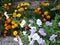 Yellow marigold flowers - Craite. White flower Nicotiana - Regina noptii