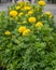 Yellow marigold flowers in the garden. Selective focus.