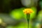 Yellow marigold flowers with green petals, blurred green foliage background