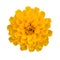 Yellow marigold isolated
