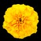 Yellow Marigold Wild Flower Isolated on Black Background