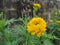 Yellow marigolds blooming in the backyard