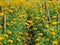 Yellow marigolds blooming in the garden. Mexican marigold flower or tagetes merigolds or ganda grow in a field. Natural beautiful