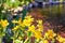 Yellow marigolds with a blurry pond in the background