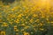 Yellow marigolds flower