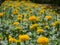 Yellow marigolds flower with blur background