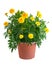 Yellow marigolds in a flowerpot