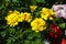 Yellow marigolds in the garden