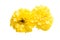 yellow marigolds isolated