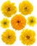Yellow marigolds isolated