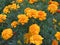Yellow marigolds lat. Tagetes in the garden