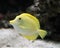 Yellow Marine Fish