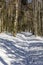 Yellow marked trail in snow through the beech forest in winter