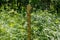 Yellow marker post, partially overgrown with nettle vegetation