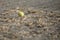 Yellow maroon cucumber over the floor.