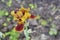 Yellow maroon iris flower on a background of brown earth. Horizontal photo, place for text