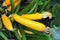 Yellow marrows growing on the bed