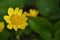Yellow marsh flower, close up